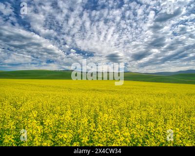 USA, Washington State, Palouse. Gelbe Rapsfelder blühen im Sommer mit wunderschönen Wolken. Stockfoto