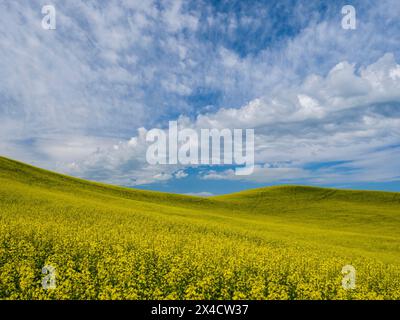 USA, Washington State, Palouse. Gelbe Rapsfelder blühen im Sommer mit wunderschönen Wolken. Stockfoto