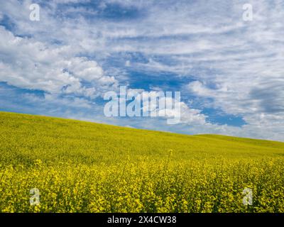 USA, Washington State, Palouse. Gelbe Rapsfelder blühen im Sommer mit wunderschönen Wolken. Stockfoto