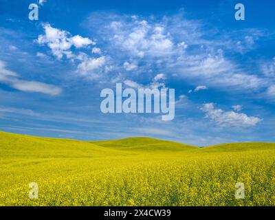 USA, Washington State, Palouse. Gelbe Rapsfelder blühen im Sommer mit wunderschönen Wolken. Stockfoto