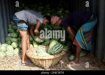 Dhaka, Dhaka, Bangladesch. Mai 2024. Arbeiter entladen Wassermelonen von Booten in Sadarghat in Dhaka. Im südlichen Bangladesch werden Wassermelonensamen im November-Dezember ausgesät und von März bis Mai vermarktet. Diese Wassermelonen werden per Boot zum Verkauf ins Land geschickt. (Kreditbild: © Syed Mahabubul Kader/ZUMA Press Wire) NUR REDAKTIONELLE VERWENDUNG! Nicht für kommerzielle ZWECKE! Stockfoto