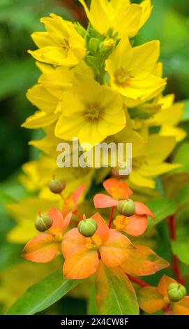 USA, Washington State, Auburn. Gelber Loosestrife (lysimachia vulgaris) in einem Garten. Stockfoto