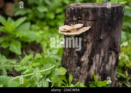 Pilze, die auf abfallendem Baumstamm wachsen Stockfoto