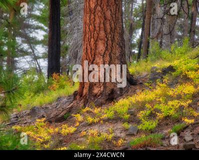 USA, Washington State, Kittitas County. Stamm einer Ponderosa-Kiefer im Herbst. Stockfoto