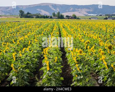 USA, Washington State, Kittitas County. Sehr großes Sonnenblumenfeld im Kittitas County. Stockfoto