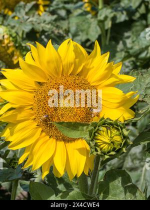 USA, Washington State, Kittitas County. Nahaufnahme einer Sonnenblume in voller Blüte. Stockfoto