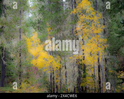USA, Washington State, Kittitas County. Herbstfarben im Okanogan-Wenatchee National Forest. Stockfoto