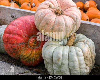 USA, Washington State, Kittitas County. In einem Gartencenter in Kittitas County gibt es eine Vielzahl von bunten Kürbissen. Stockfoto