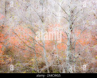 USA, Washington State, Kittitas County. Skelettbäume im Herbst entlang des Yakima River. Stockfoto