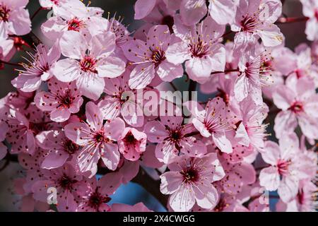 Bremerton, Bundesstaat Washington, USA. Blühende Töne rosa Kirschblüten auf einem Baumzweig. (Nur Für Redaktionelle Zwecke) Stockfoto