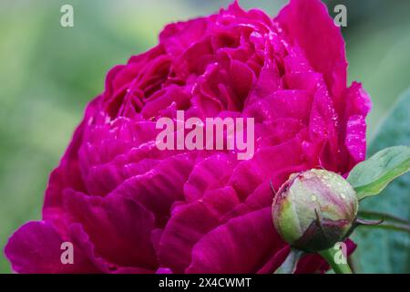 USA, Washington State, Bellevue, Pfingstrose Stockfoto