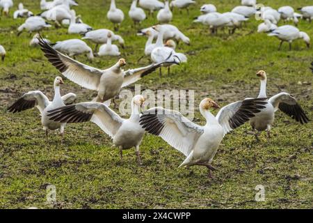 Schneegänse tanzen im Skagit Valley, Washington State. Stockfoto