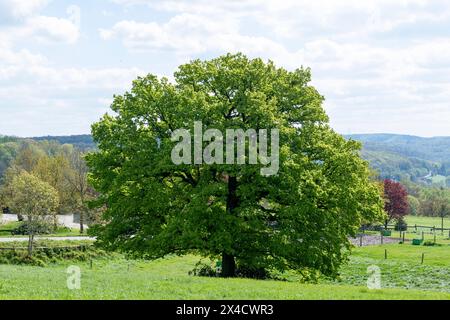 Ein großer Baum mit grünen Blättern steht an einem sonnigen Tag auf einem grasbewachsenen Feld. Der Baum ist von einem Zaun umgeben und befindet sich in der Nähe einer Straße. Der Himmel ist Stockfoto