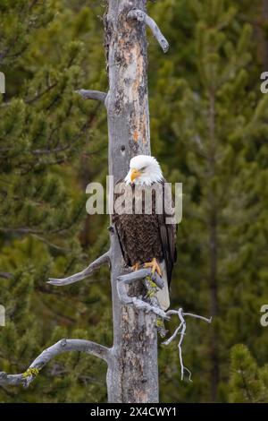 USA, Wyoming, Yellowstone National Park. Porträt eines Weißkopfseeadlers auf einem toten Baum. Stockfoto