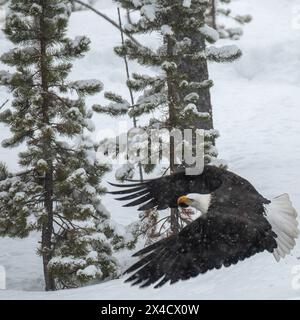 Yellowstone, Weißkopfseeadler fliegen Stockfoto