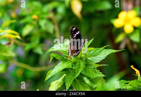 Blick auf die weibliche Eierfliege oder den Blaumondfalter im Garten im Sommer Stockfoto