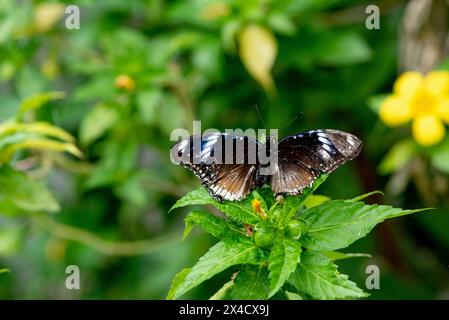 Blick auf die weibliche Eierfliege oder den Blaumondfalter im Garten im Sommer Stockfoto