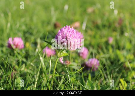 Roter Klee mit rosa Blumen. Saisonale Pflanzenblüte zwischen frischem grünem Gras. Helle Landschaft im Garten, Nahsicht Stockfoto