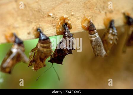 Reihen von Schmetterling Kokons und frisch geschlüpften Schmetterling. Stockfoto