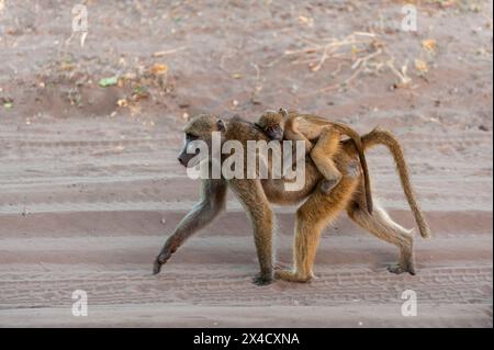 Ein kleiner Chacma-Pavian, Papio cynocephalus, der auf dem Rücken seiner Mutter reitet. Chobe National Park, Kasane, Botswana. Stockfoto