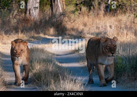 Ein Paar weiblicher Löwen, Panthera leo, die auf einem unbefestigten Weg gehen. Chief Island, Moremi Game Reserve, Okavango Delta, Botswana. Stockfoto