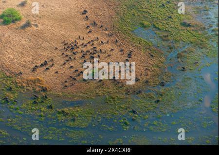 Eine Vogelperspektive einer Herde afrikanischer Büffel, Syncerus Caffer, im Okavango Delta, Botswana. Stockfoto