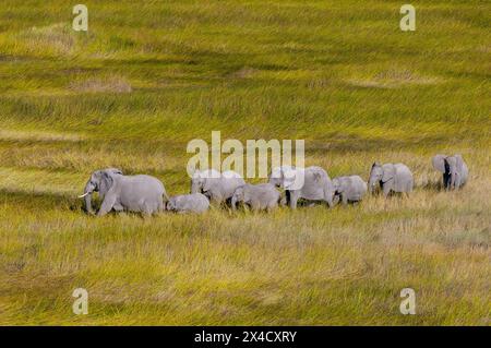 Eine Vogelperspektive einer Herde afrikanischer Elefanten, Loxodonta Africana, die in hohem Gras spazieren geht. Okavango Delta, Botswana. Stockfoto