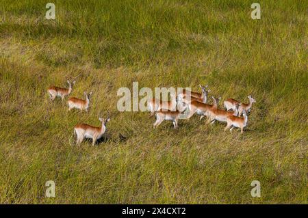 Luftaufnahme eines Bocks und seines Harems aus roten Lechwe-Wasserböcken, Kobus leche. Okavango Delta, Botswana. Stockfoto