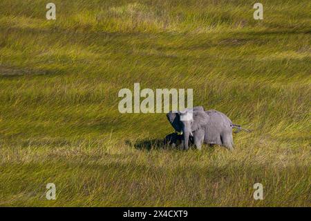 Eine Luftaufnahme eines afrikanischen Elefanten, Loxodonta Africana, der ihr Kalb beschützt. Okavango Delta, Botswana. Stockfoto