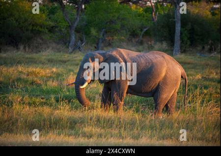 Ein afrikanischer Elefant, Loxodonta Africana, im warmen Sonnenlicht. Khwai Konzessionsgebiet, Okavango Delta, Botswana. Stockfoto