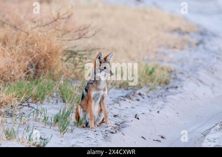 Porträt eines schwarzen Schakals, Canis mesomelas. Nxai Pan National Park, Botswana. Stockfoto