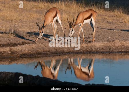 Zwei Springboks, die Antidorcas marsupialis, nähern sich einem Wasserloch. Central Kalahari Game Reserve, Botswana. Stockfoto