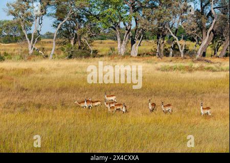 Luftaufnahme einer Herde roter Lechwe, Kobus leche, in einem Grasland. Okavango Delta, Botswana. Stockfoto