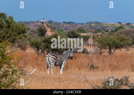 Eine Ebene Zebra, Equus quagga, und südlichen Giraffen, Giraffa camelopardalis, in einer Landschaft von Bäumen und Gräsern. Mashatu Game Reserve, Botswana. Stockfoto
