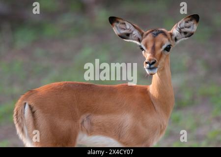 Porträt eines Impala-Kalbes, Aepyceros melampus, der auf die Kamera schaut. Chobe National Park, Botswana. Stockfoto