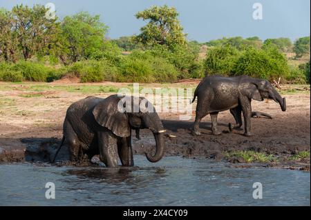 Afrikanische Elefanten, Loxodonta Africana, Schlammbaden am Ufer des Chobe River, Chobe Nationalpark, Botswana. Stockfoto