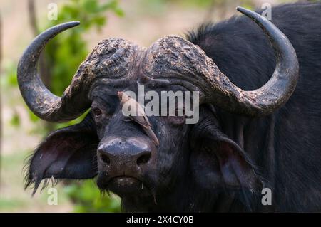 Ein afrikanischer Büffel, Syncerus Caffer, mit einem Rotschnabel-Ochsenspecht, der sich von Parasiten ernährt. Chobe National Park, Botswana. Stockfoto