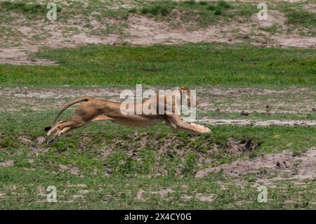 Eine subadulte Löwin, Panthera leo, läuft. Chobe National Park, Botswana. Stockfoto