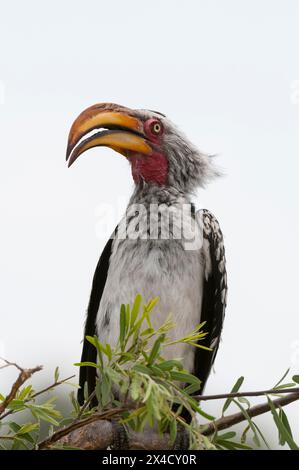 Ein Nahporträt eines südlichen Gelbschnabel, Tockus leucomelas, der auf einem Ast thront. Savuti Marsh, Chobe Nationalpark, Botswana. Stockfoto