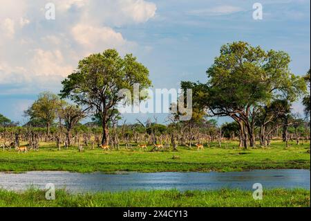 Impalas, Aepyceros melampus, Spaziergang entlang einer Wasserstraße im Okavango-Delta. Khwai Konzessionsgebiet, Okavango, Botswana. Stockfoto