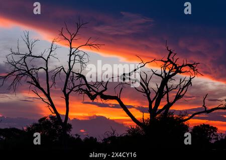 Sonnenuntergang im Okavango Delta. Khwai-Konzession, Okavango-Delta, Botswana. Stockfoto