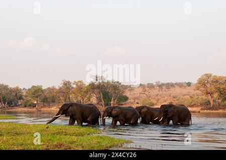 Eine Herde afrikanischer Elefanten, Loxodonta Africana, überquert den Chobe River, Chobe National Park, Botswana. Stockfoto