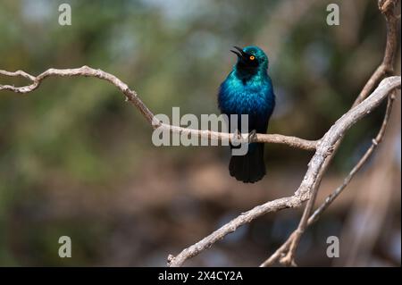 Porträt eines Cape-Glanzstarrs, Lamprotornis niens, auf einem Baumzweig. Chobe National Park, Botswana. Stockfoto