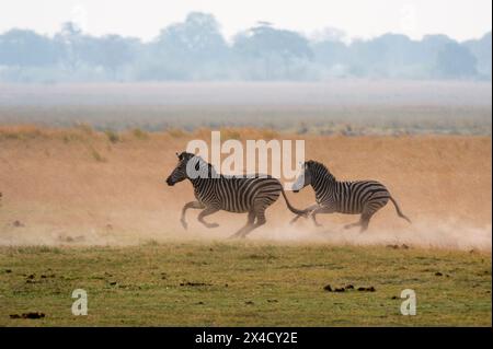 Zwei Burchells Zebras, Equus burchellii, laufen. Chobe-Nationalpark, Botswana. Stockfoto