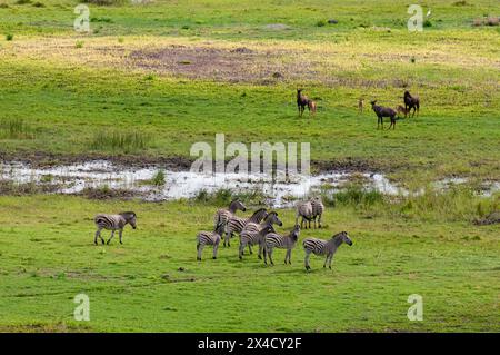 Aus der Vogelperspektive sehen Sie eine Herde von Flachzebras, Equus burchellii und ein paar Tsessebe, Damaliscus lunatus. Okavango Delta, Botswana. Stockfoto