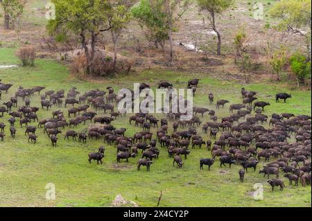 Eine Luftaufnahme einer Herde afrikanischer Büffel, Syncerus Caffer, in einer Landschaft mit Bäumen. Okavango Delta, Botswana. Stockfoto