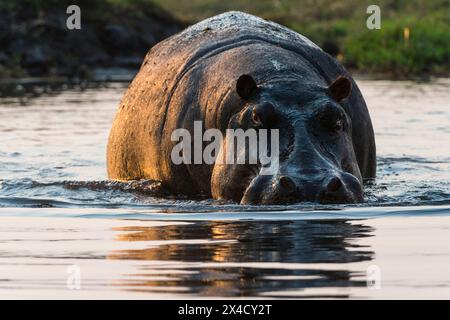 Porträt eines Hippopotamus, Hippopotamus amphibius, der in einem Fluss wattiert. Chobe National Park, Botswana. Stockfoto