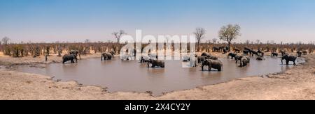 Eine Herde afrikanischer Elefanten, Loxodonta Africana, an einem Wasserloch. Okavango Delta, Botswana. Stockfoto