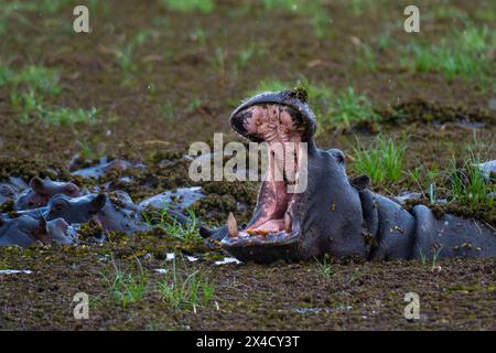 Flusspferde, Hippopotamus amphibius, bedrohliche Gähne im Khwai-Fluss im Okavango-Delta in Khwai-Konzession. Botswana. Stockfoto