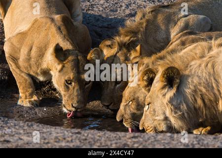 Panthera leo, ein stolzer Löwe, trinkt an einem kleinen Wasserloch im Savuti-Sumpfgebiet des Chobe National Park. Botswana. Stockfoto